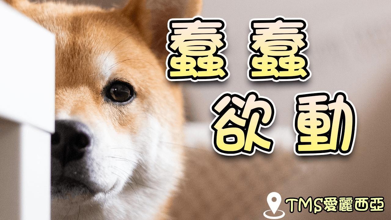 【愛麗西亞】 蠢蠢欲動 30等休閒公會收人 歡迎上班族、研究生、休閒、回鍋 @新楓之谷 哈啦板 - 巴哈姆特